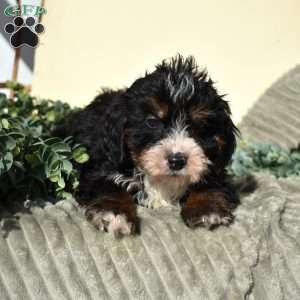 Flax, Mini Bernedoodle Puppy